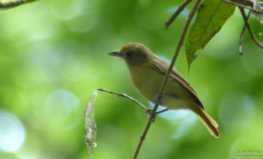 Viréon à calotte rousse