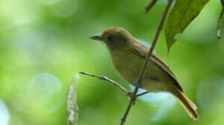 Tawny-crowned Greenlet