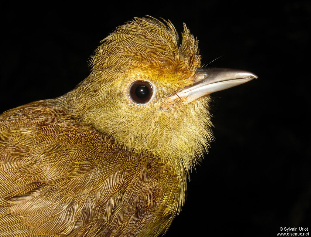 Tawny-crowned Greenlet