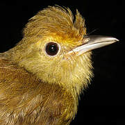 Tawny-crowned Greenlet