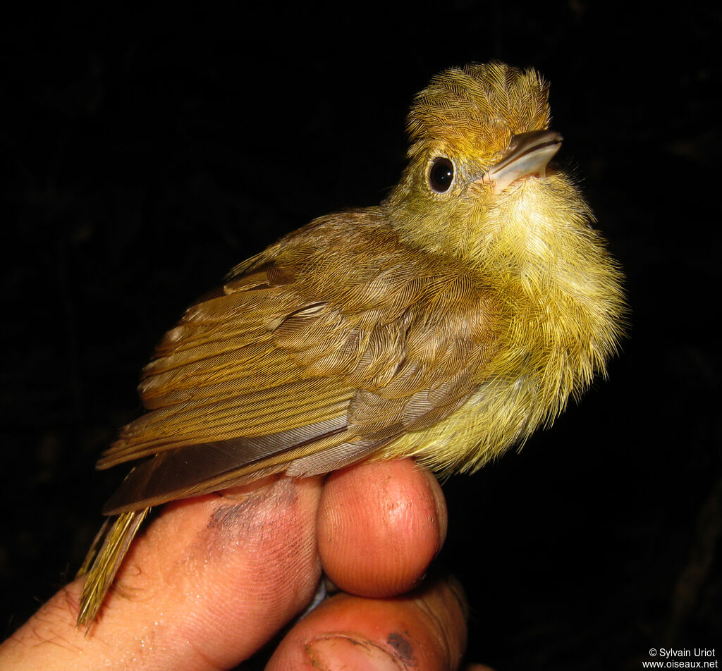 Tawny-crowned Greenlet