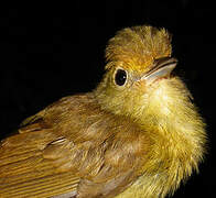 Tawny-crowned Greenlet