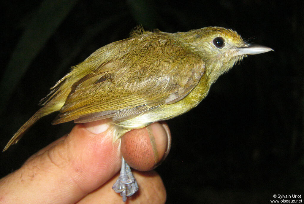 Tawny-crowned Greenlet