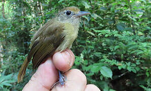 Tawny-crowned Greenlet