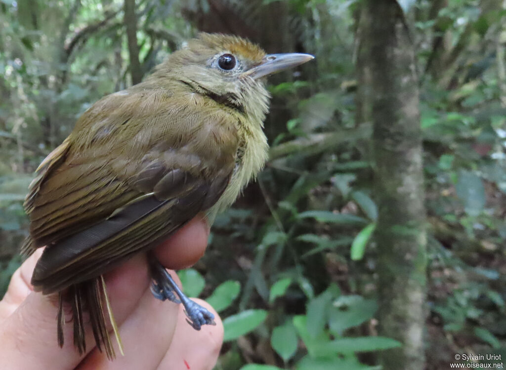 Tawny-crowned Greenletadult