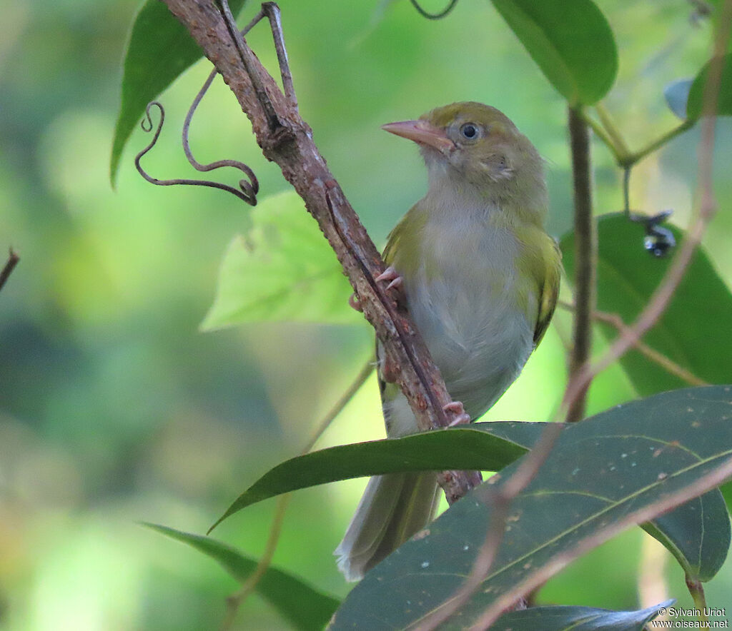 Grey-chested Greenletadult