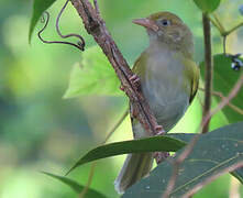 Grey-chested Greenlet