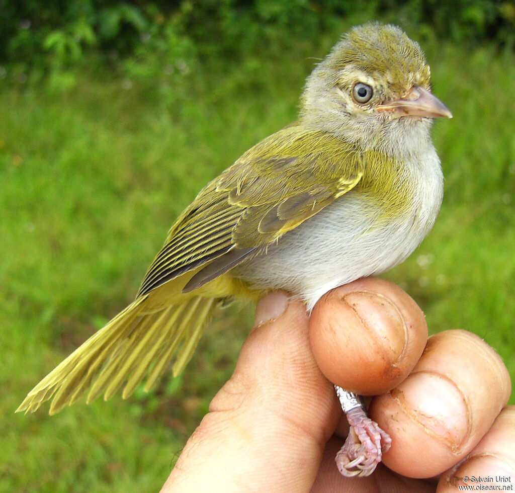 Grey-chested Greenlet