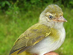 Grey-chested Greenlet