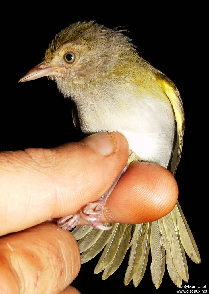 Grey-chested Greenlet