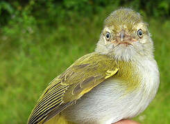 Grey-chested Greenlet