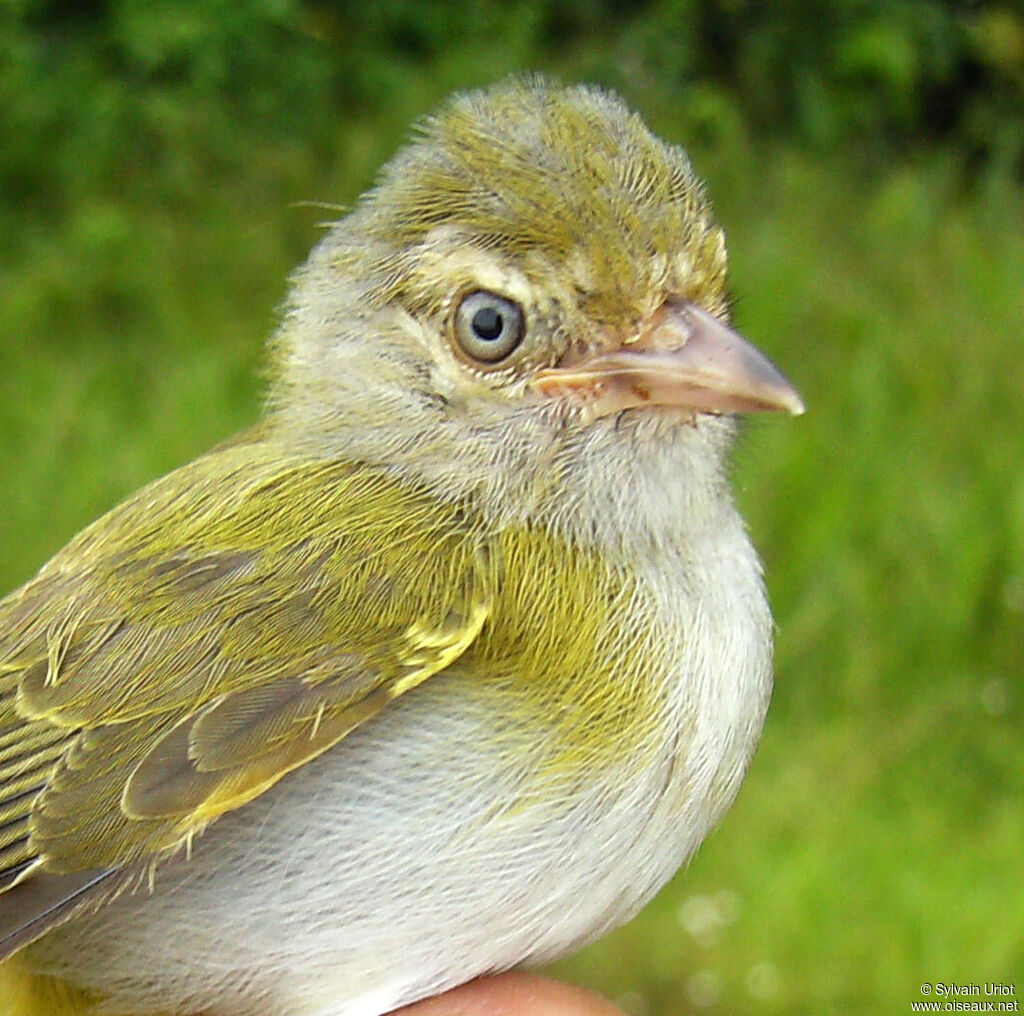 Grey-chested Greenlet