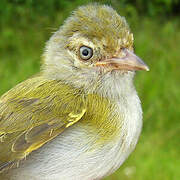 Grey-chested Greenlet