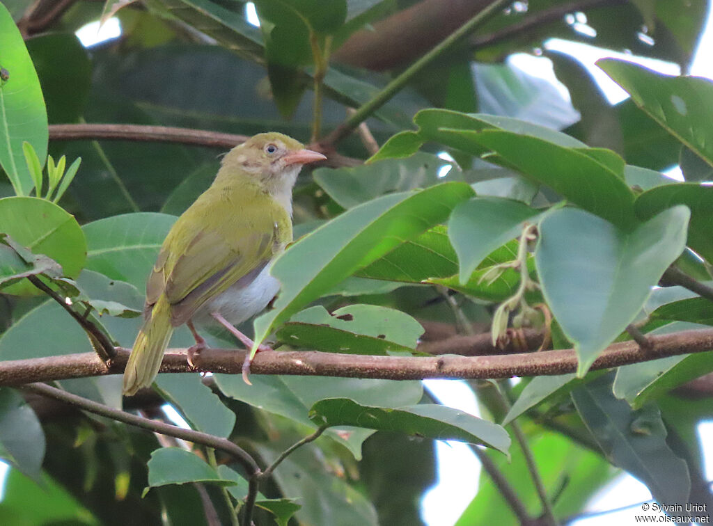 Grey-chested Greenletadult