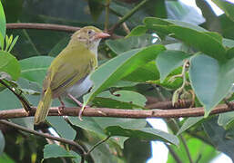 Grey-chested Greenlet