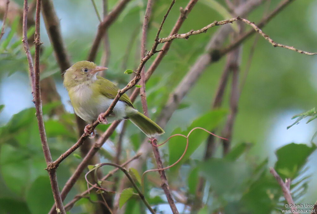 Grey-chested Greenletadult