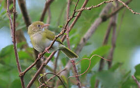 Grey-chested Greenlet