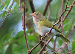 Grey-chested Greenlet