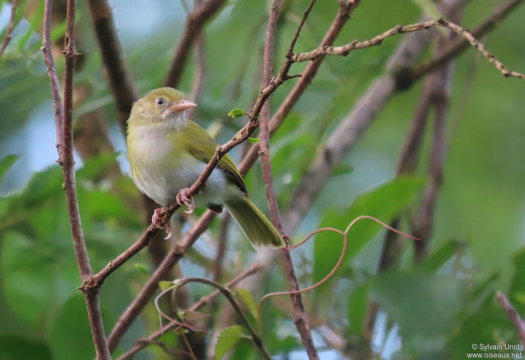 Grey-chested Greenletadult