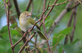 Grey-chested Greenlet