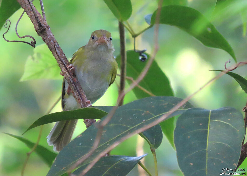 Grey-chested Greenletadult