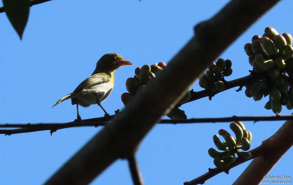 Lemon-chested Greenletadult