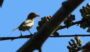 Lemon-chested Greenlet