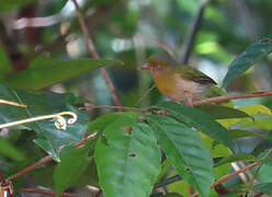 Lemon-chested Greenlet