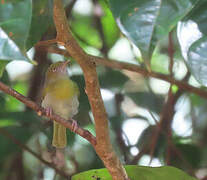 Lemon-chested Greenlet