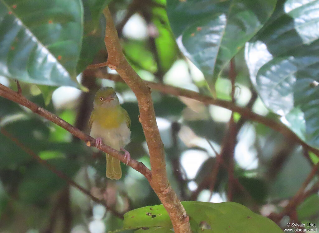 Lemon-chested Greenletadult