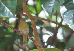 Lemon-chested Greenlet