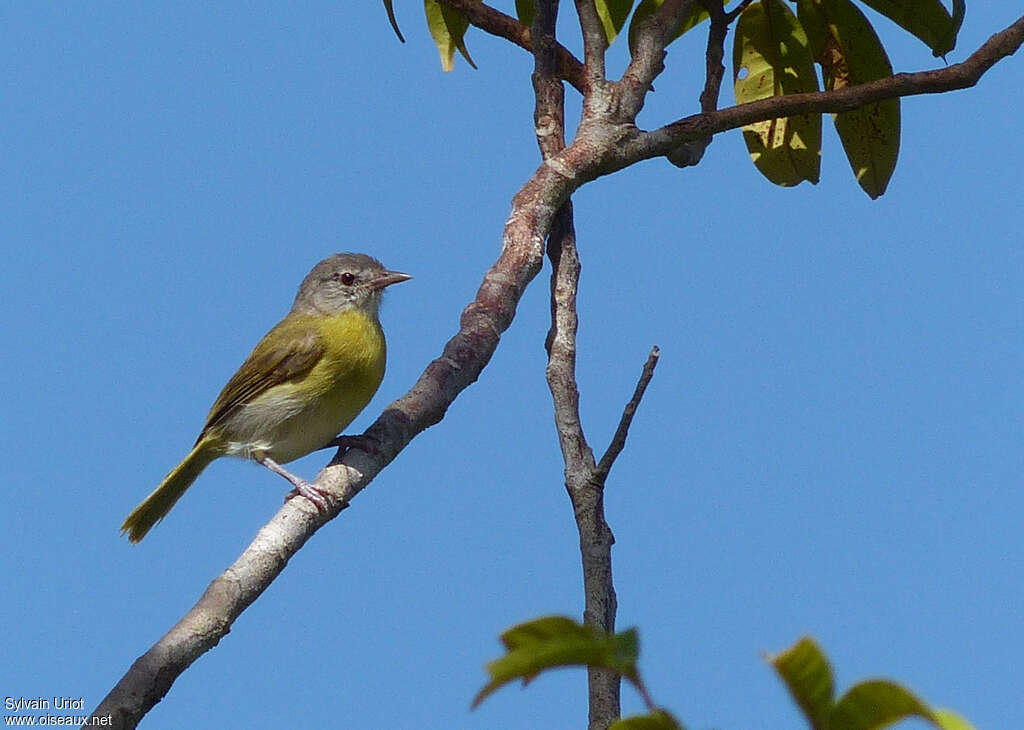 Ashy-headed Greenletadult