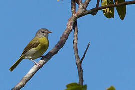 Ashy-headed Greenlet