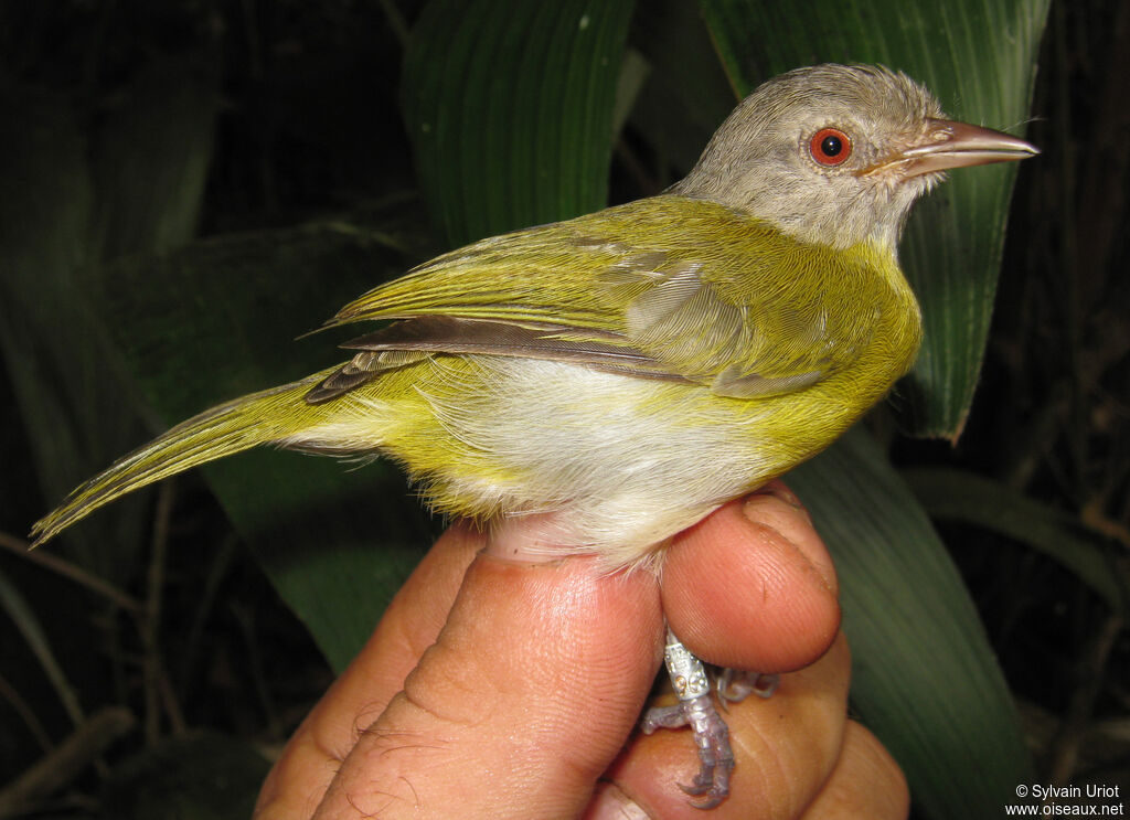 Ashy-headed Greenletadult