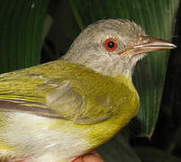 Ashy-headed Greenlet