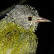 Ashy-headed Greenlet