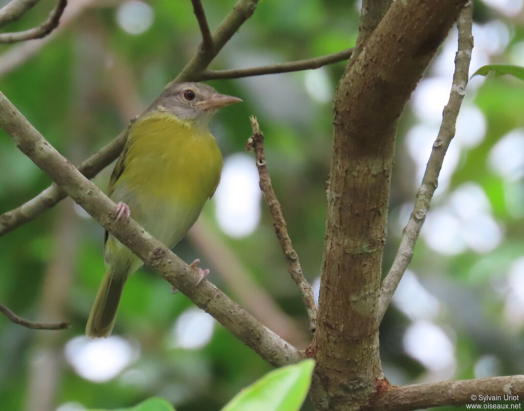 Viréon à tête cendrée