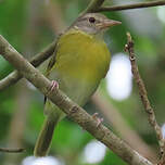 Viréon à tête cendrée