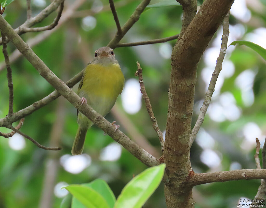 Viréon à tête cendrée