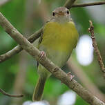 Viréon à tête cendrée