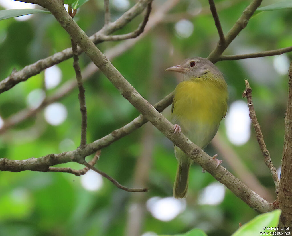 Viréon à tête cendrée