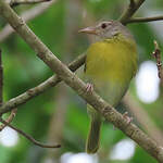 Viréon à tête cendrée