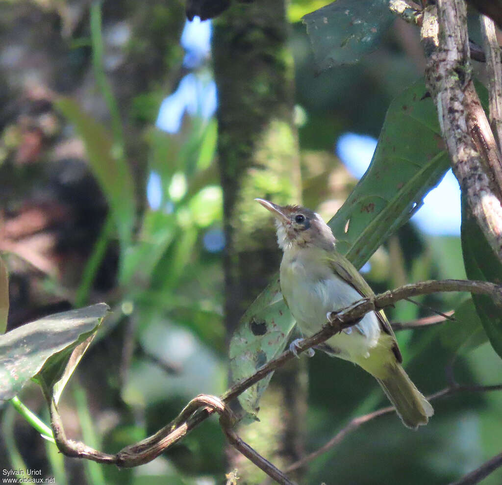 Buff-cheeked Greenletadult, identification