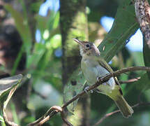 Buff-cheeked Greenlet