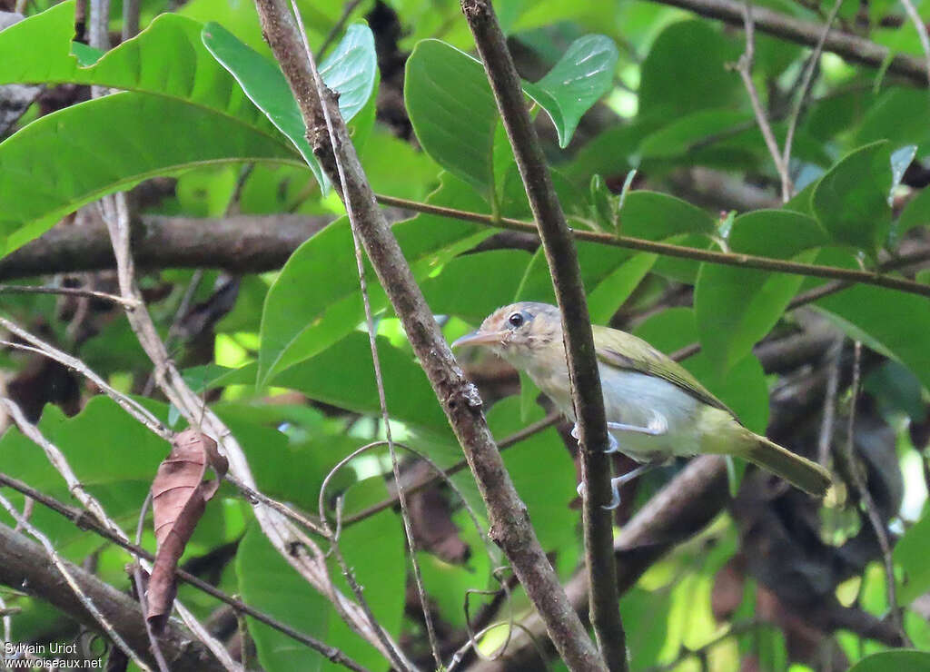 Viréon fardéadulte, habitat, pigmentation