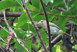 Buff-cheeked Greenlet