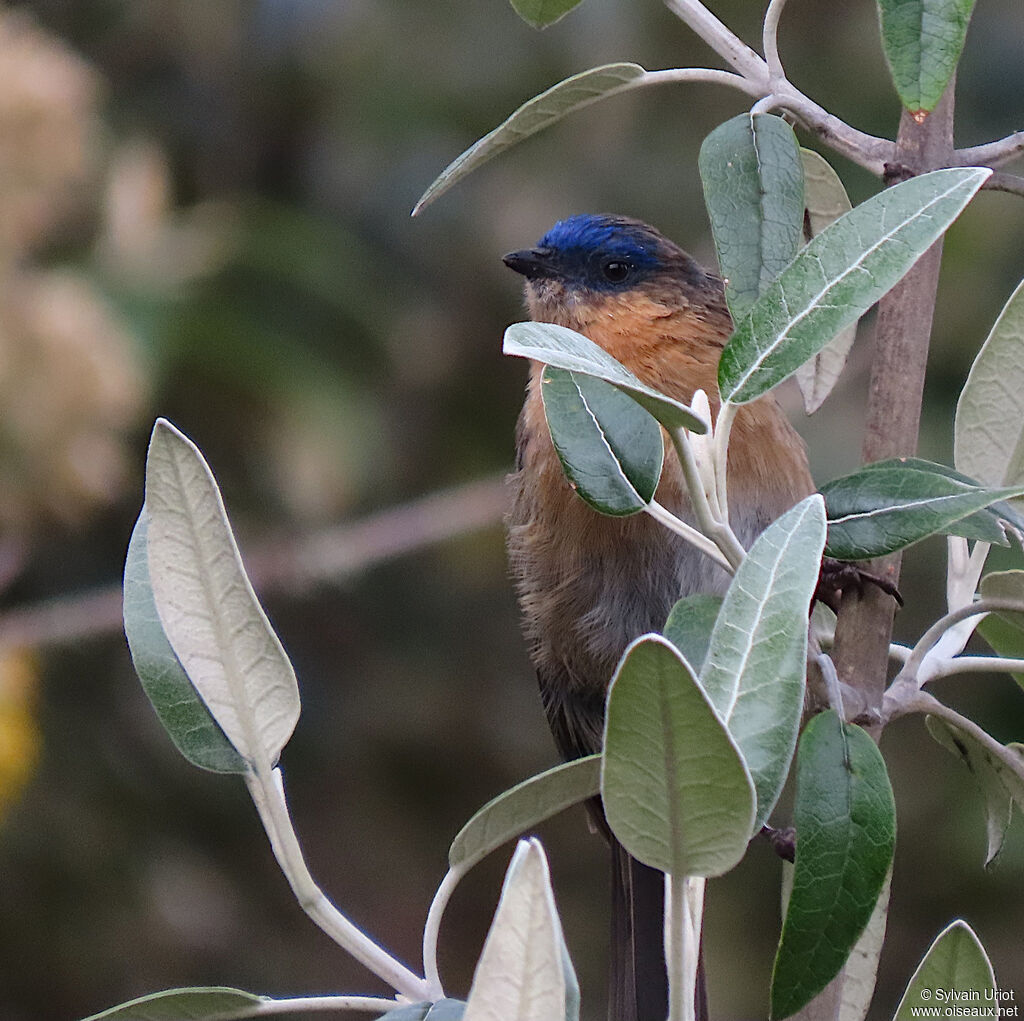 Xénodacnis de Peters femelle adulte