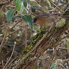Xénodacnis de Peters