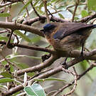 Xénodacnis de Peters