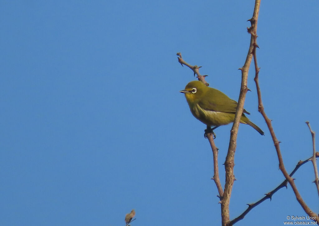 Cape White-eye